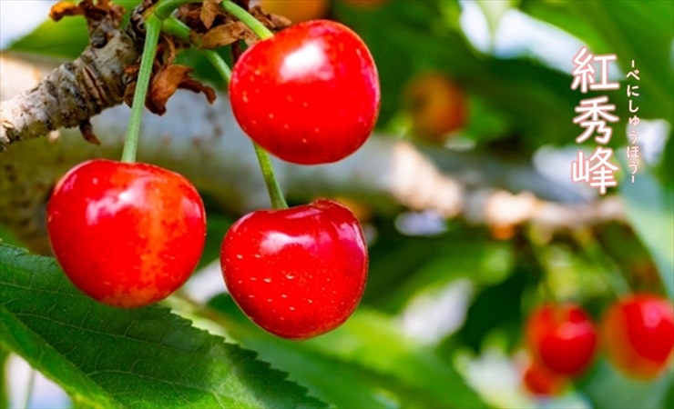 さくらんぼ | チェリーランドさがえ ONLINE SHOP